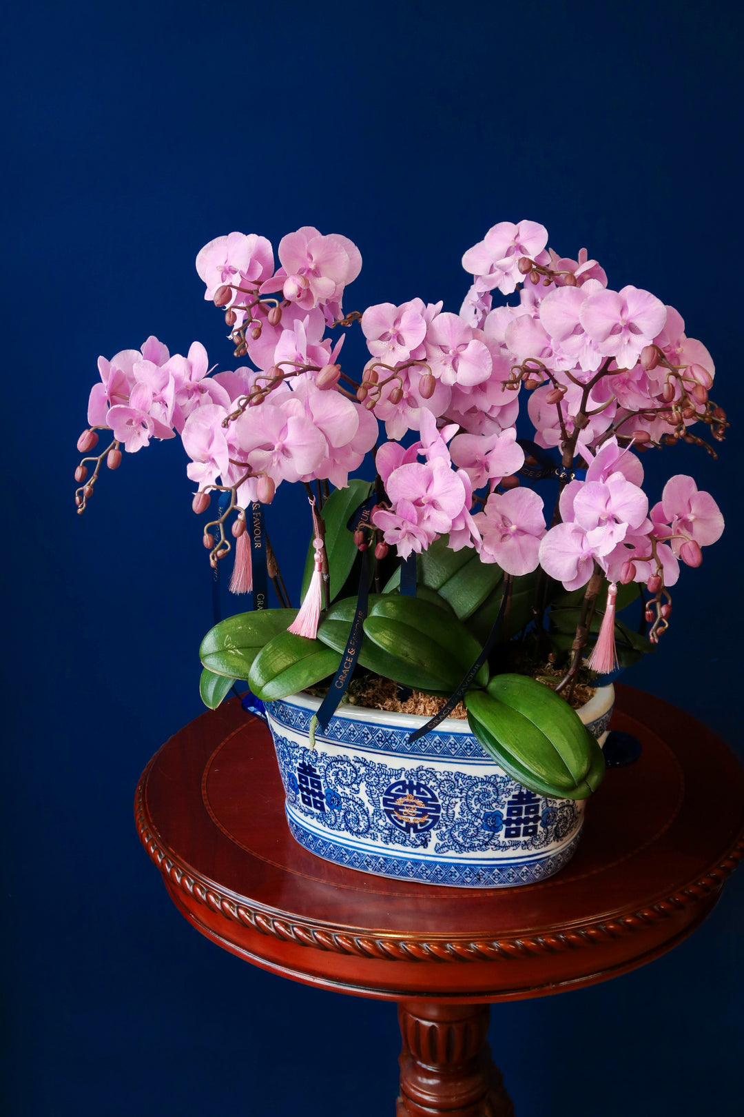 Mini Light Pink Phalaenopsis Orchids