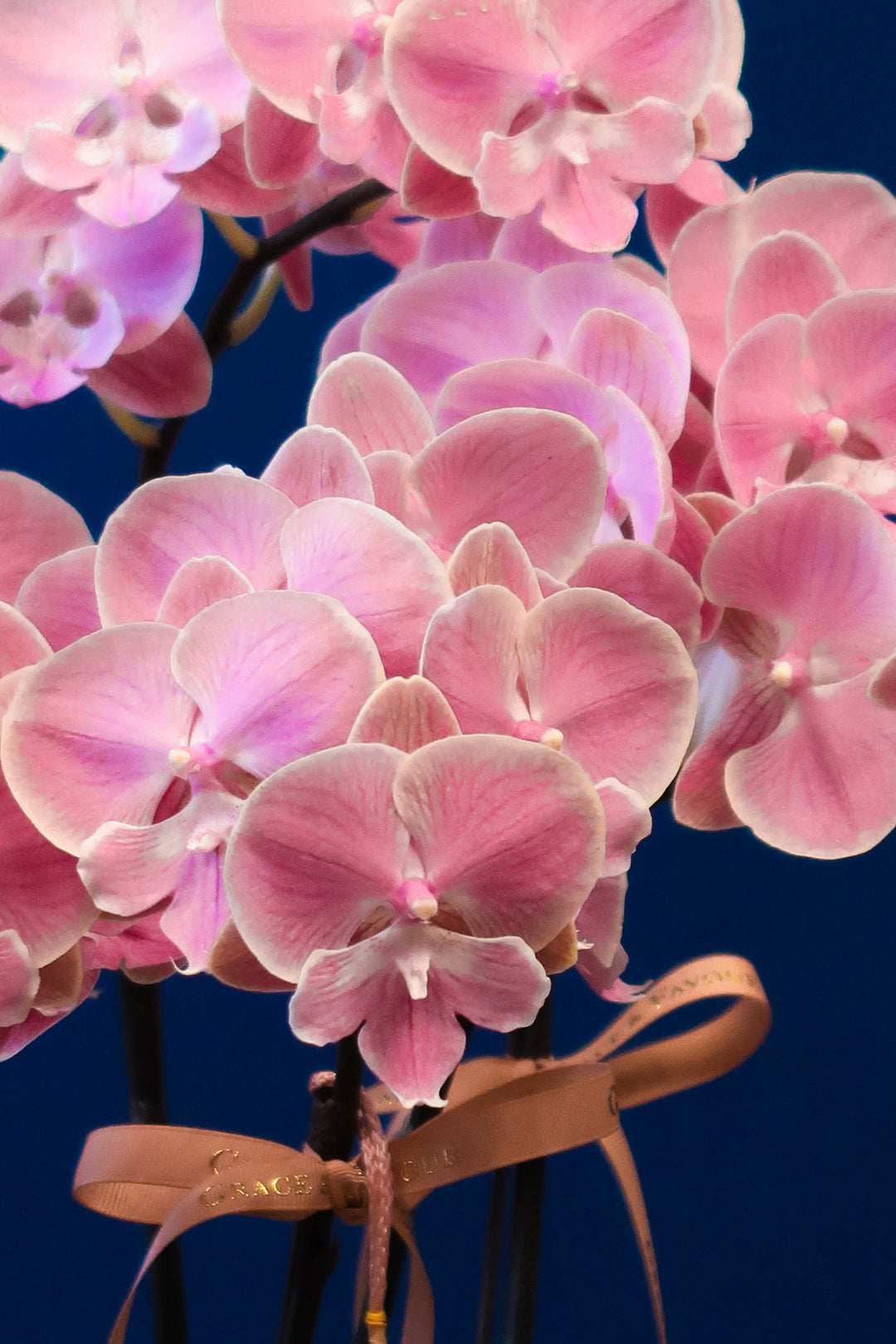Pastel Sunset Phalaenopsis Orchids - Porcelain